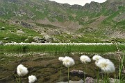 83 Laghetto fiorito di bianchi eriofori